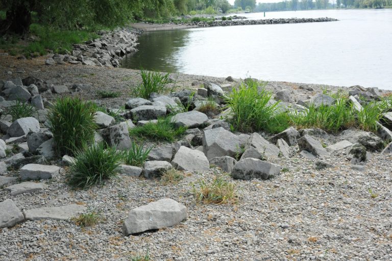 Flusslauf Niederalteich